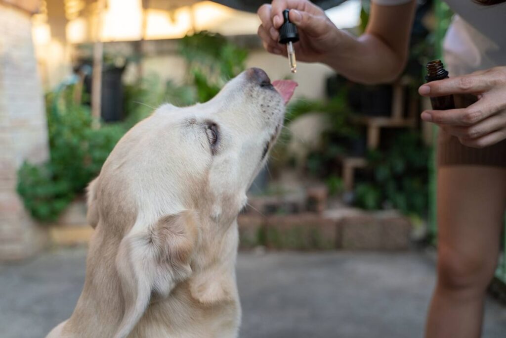 benefits of cbd oil for pets