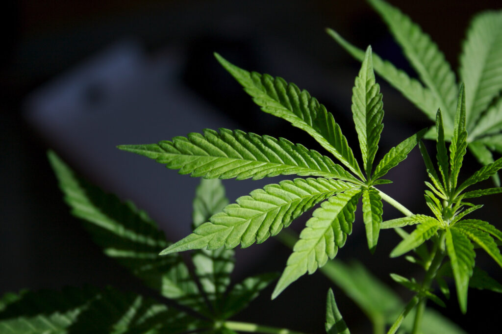 Working of cbd oil
